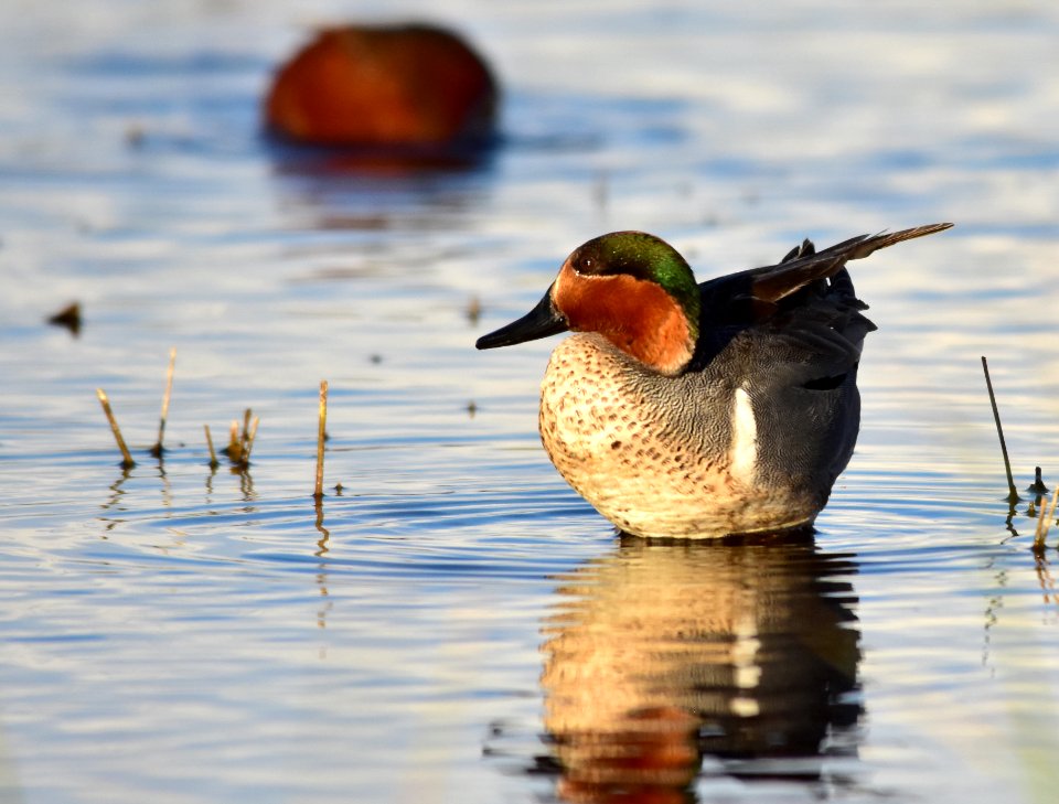 Green-winged teal at Seedskadee National Wildlife Refuge