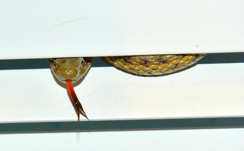 Wandering Garter Snake at Seedskadee National Wildlife Refuge