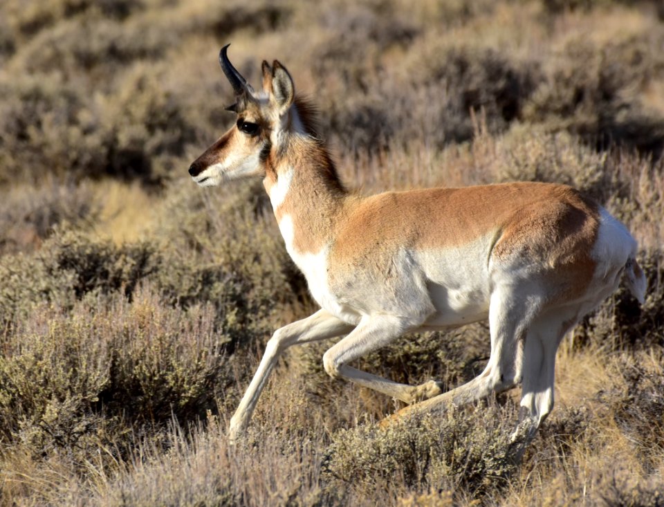 Pronghorn at Seedskadee National Wildlife Refuge