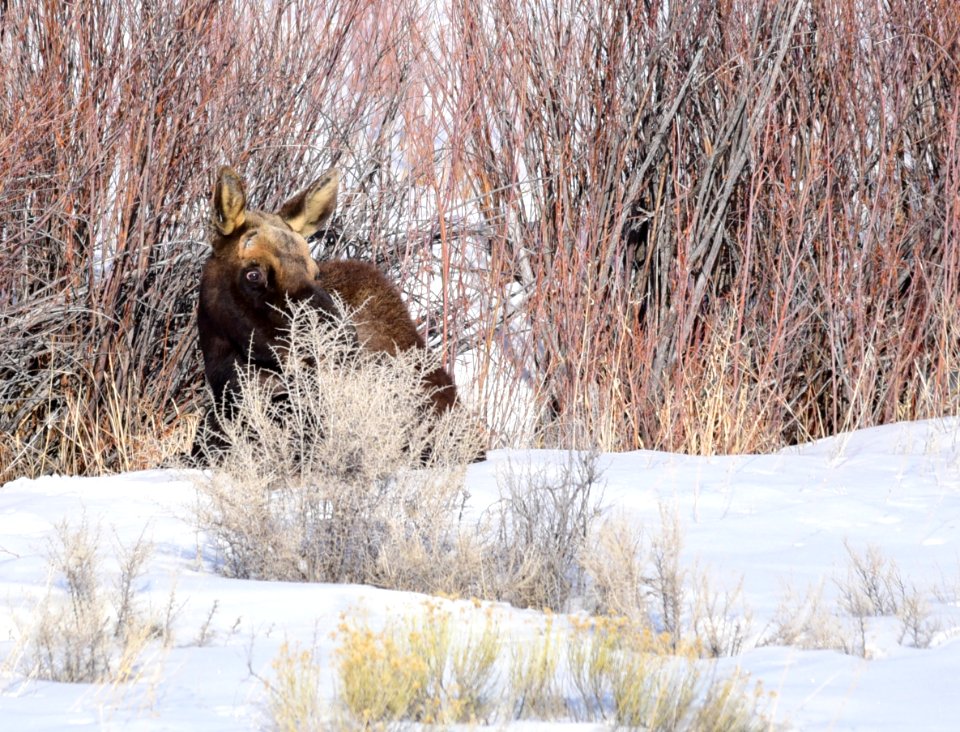 Moose at Seedskadee National Wildlife Refuge