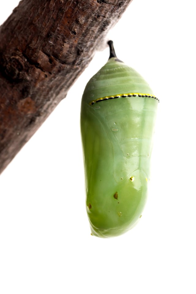 Monarch Chrysalis