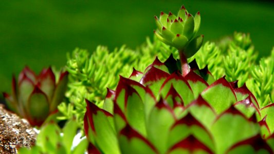 Succulents