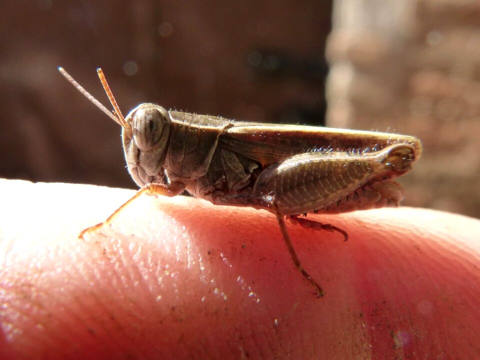 Insect small finger