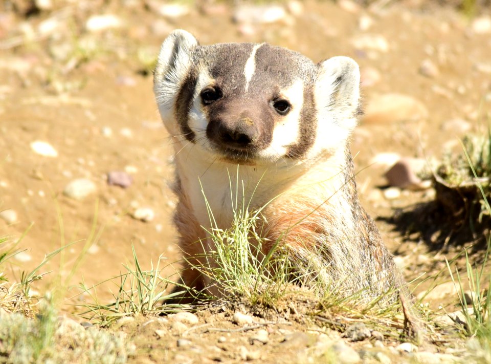 American badger at Seedsakdee National Wildlife Refuge