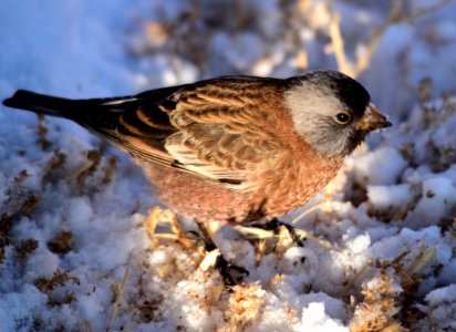 Gray-crowned rosy-finch at Seedskadee National Wildlife Refuge photo