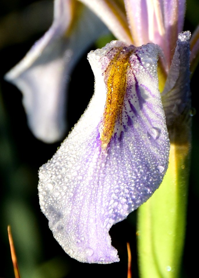 Rocky mountain iris (Iris missouriensis) at Arapaho National Wildlife Refuge