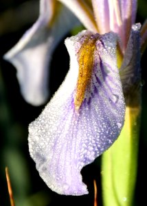 Rocky mountain iris (Iris missouriensis) at Arapaho National Wildlife Refuge