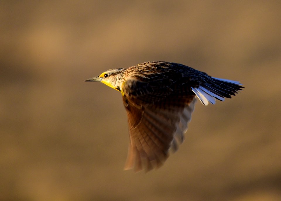 Western meadowlark at Seedskadee National Wildlife Refuge