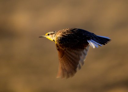 Western meadowlark at Seedskadee National Wildlife Refuge