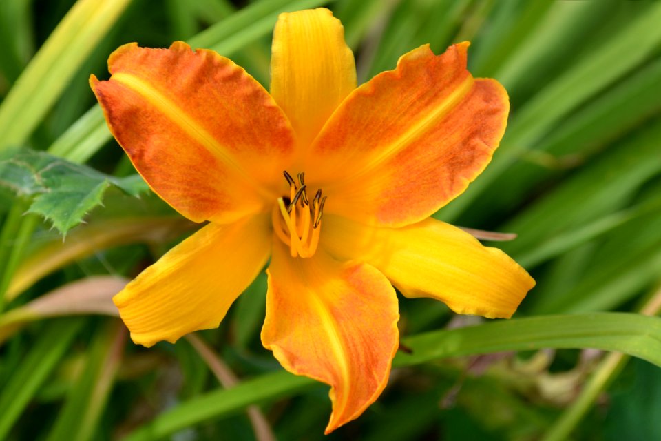 lily