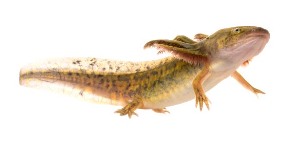Larval Tiger Salamander