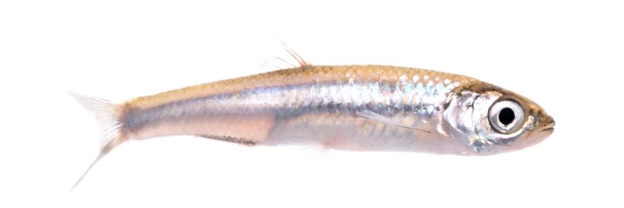 Emerald Shiner (Notropis atherinoides) photo