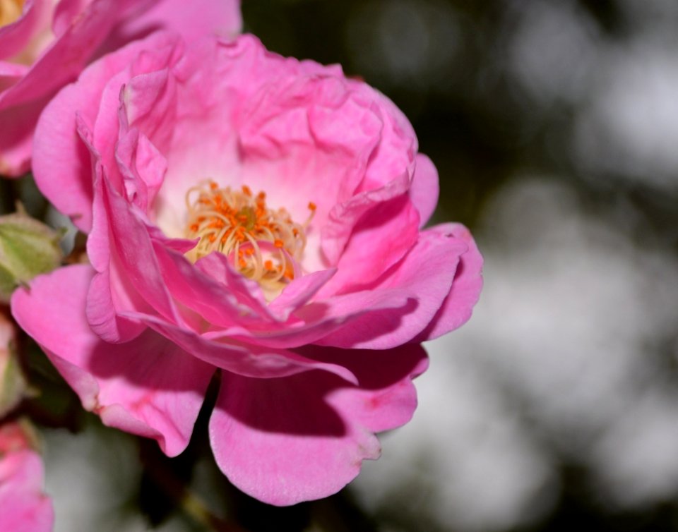 wild rose photo