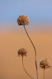 Sunflower photo