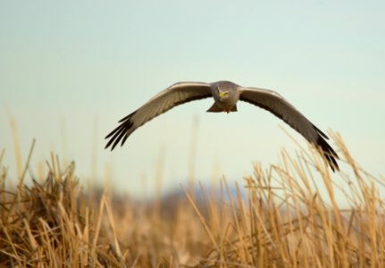 Northern harrier at Seedskadee National Wildlife Refuge photo