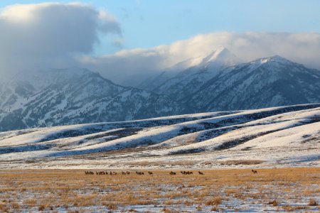 Elk On The Move! photo