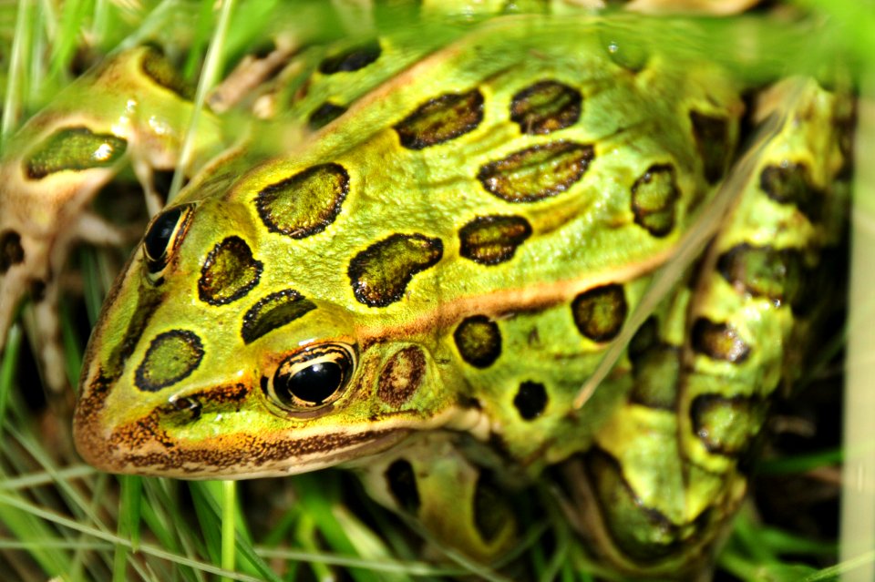 Leopard Frog at Sand Lake Wetland Management District in South Dakota
