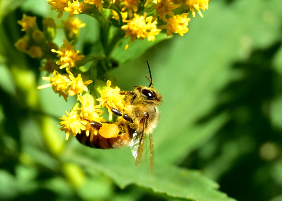 Honey bee along Bear River in Wyoming