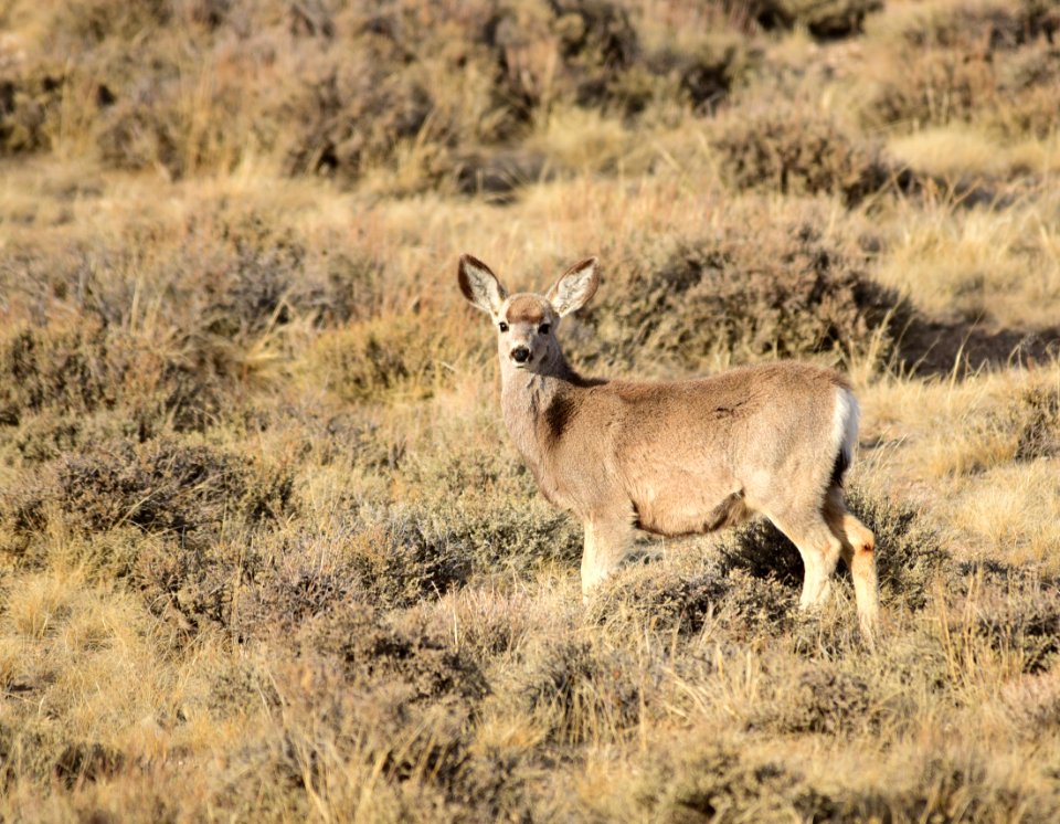 Mule deer at Seedskadee National Wildlife Refuge