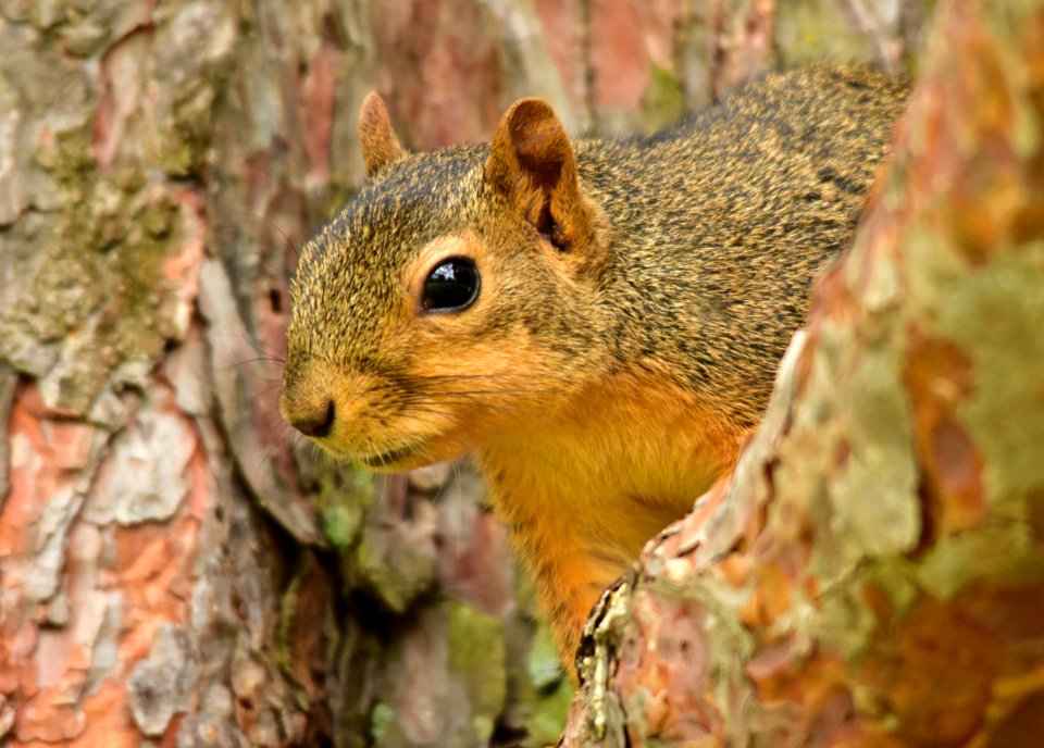Fox squirrel Lincoln, Nebraska