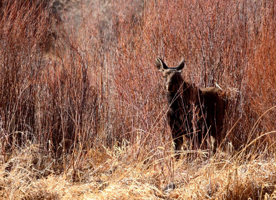 Moose at Seedskadee National Wildlife Refuge
