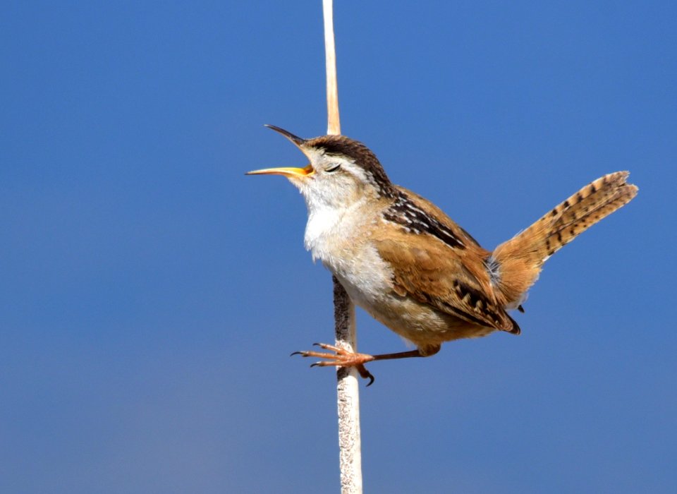 Marsh wren at Seedskadee National Wildlife Refuge