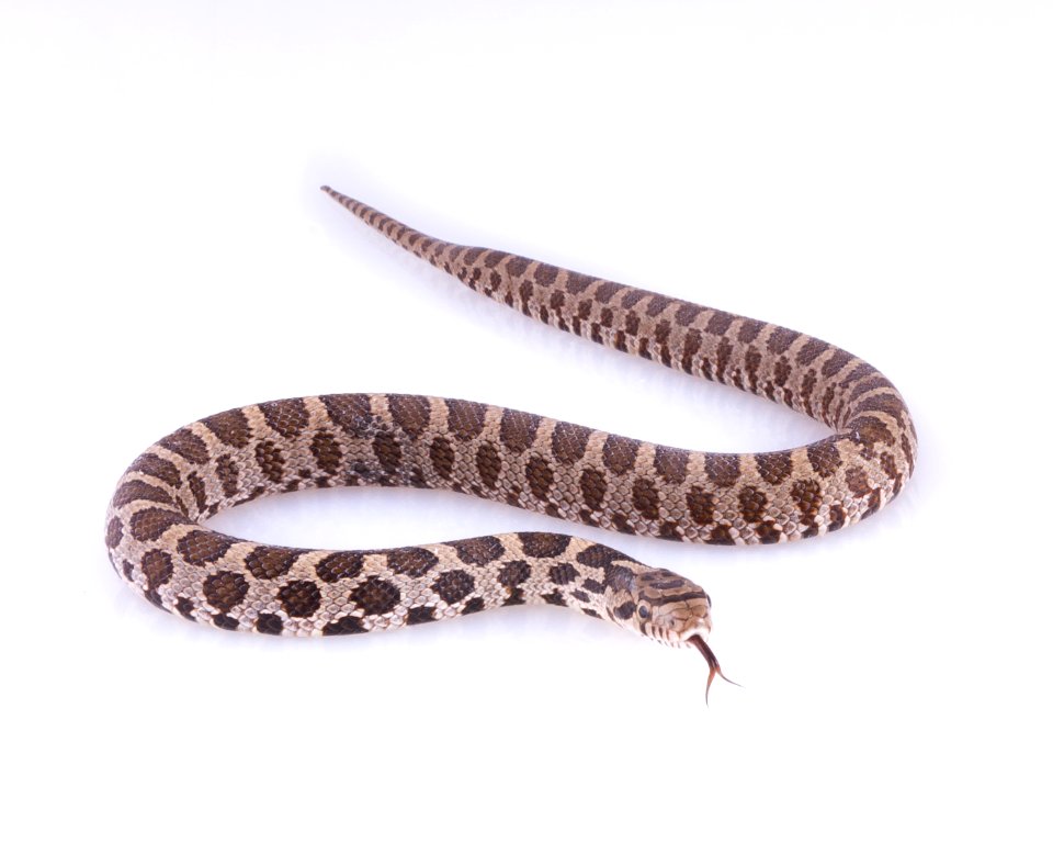 Bullsnake