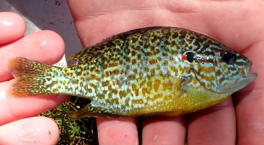 Pumpkinseed sunfish