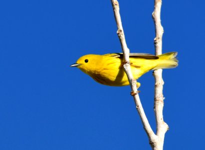 Yellow warbler on Seedskadee National Wildlife Refuge
