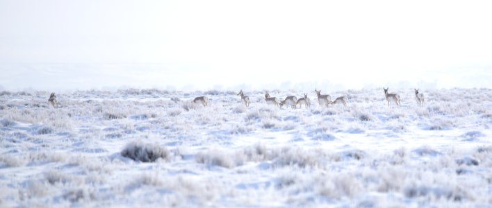 Pronghorn on the move at Seedskadee National Wildlife Refuge