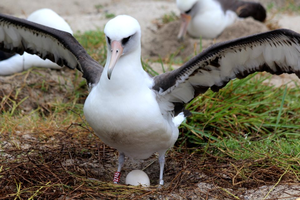 Wisdom incubating her egg, December 2018. Photo credit: Madalyn Riley/USFWS Volunteer