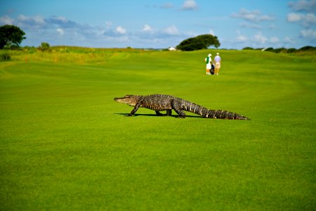 Kiawah Gator
