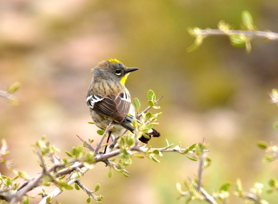 Yellow-rumped warbler at Seedskadee National Wildlife Refuge