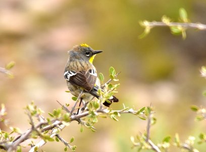 Yellow-rumped warbler at Seedskadee National Wildlife Refuge