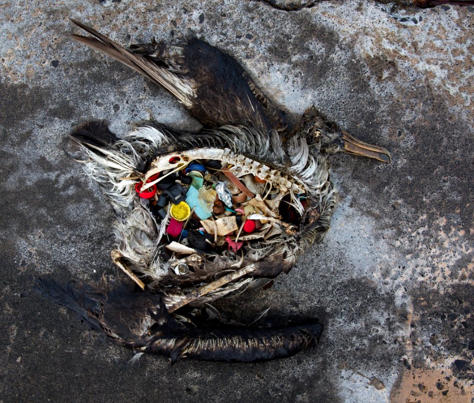 Black footed albatross chick with plastics. Photo credit: Dan Clark/USFWS