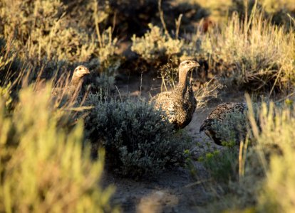 Greater sage-grouse at Seedskadee National Wildlife Refuge