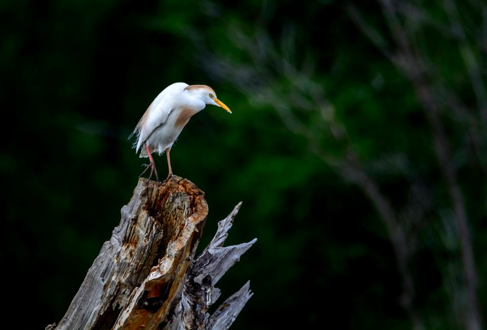 Birds - Cattle Egret by Jesus Moreno