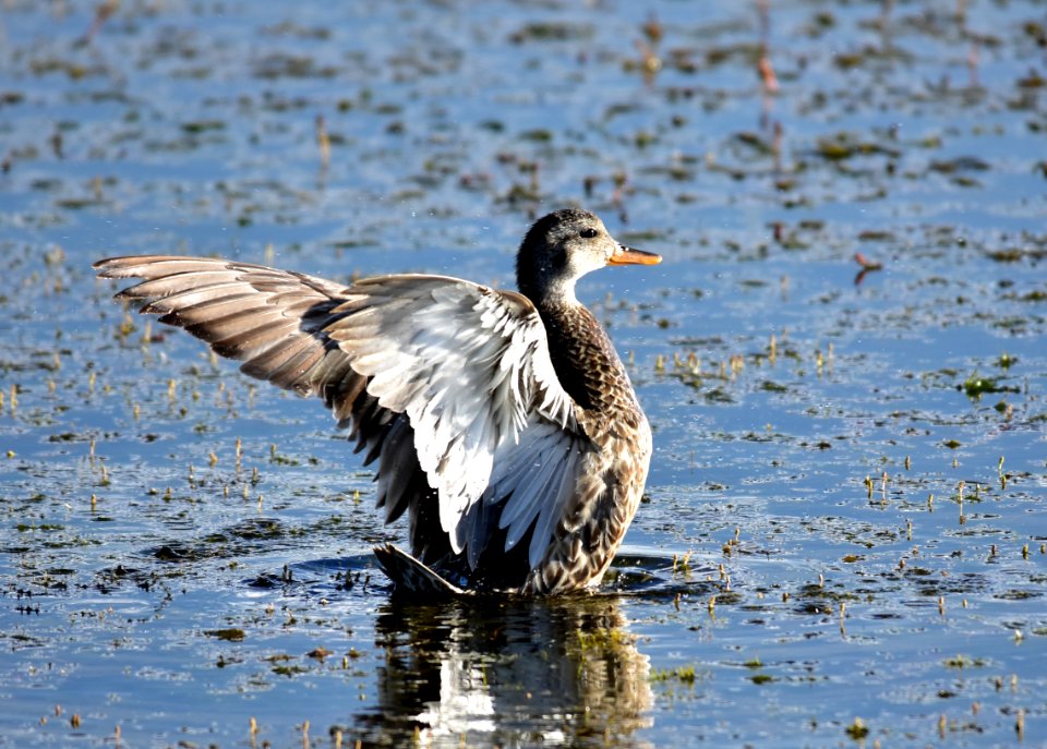 Gadwall at Arapaho National Wildlife Refuge