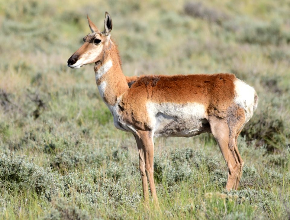 Pronghorn at Seedskadee National Wildlife Refuge