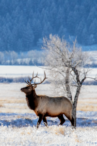 Bull Elk photo