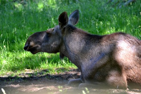 moose