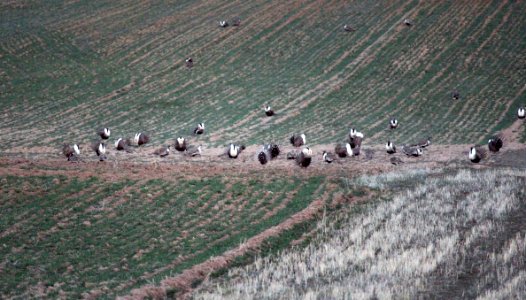 Sage-grouse on Colorado lek