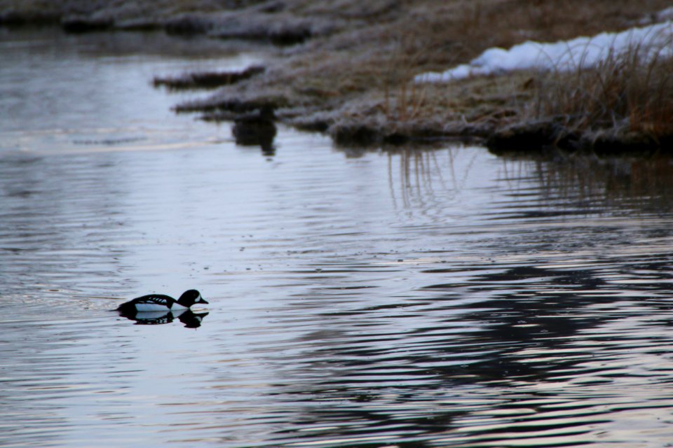 Barrow's Goldeneye