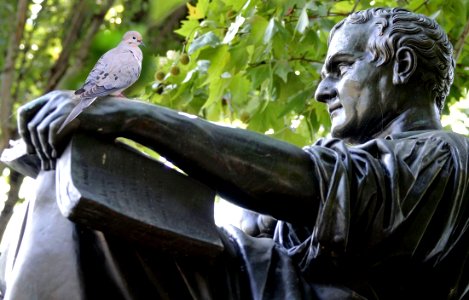 Dove on J-J Rousseau's hand photo