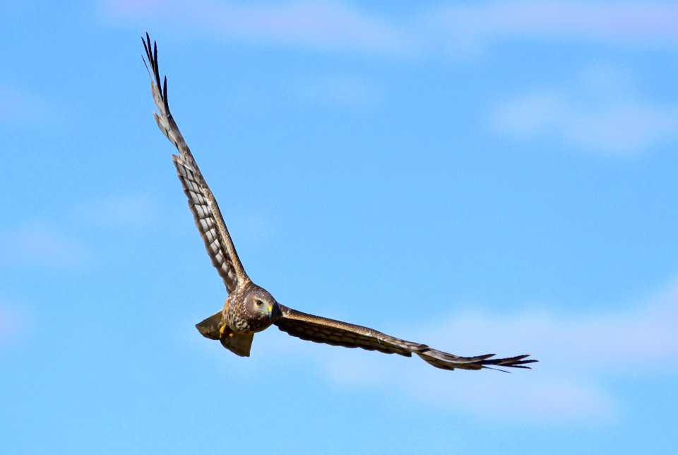 Northern harrier at Seedskadee National Wildlife Refuge
