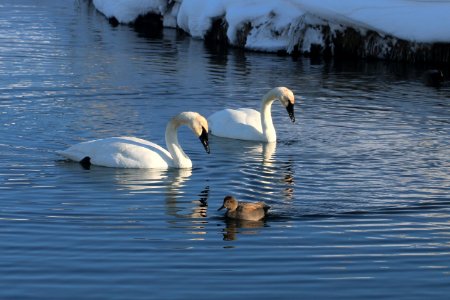 Swans and a Duck photo