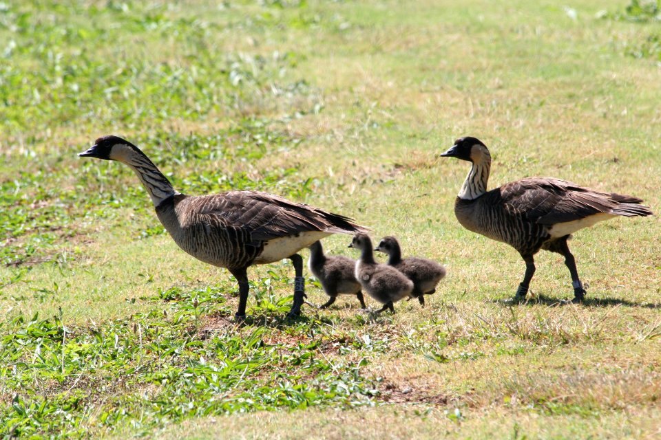 Nene and goslings at James Campbell NWR. Photo credit: USFWS