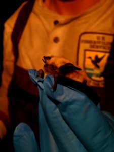 Long Eared Myotis