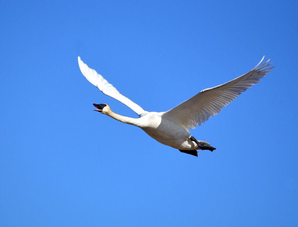 Trumpeter swan at Seedskadee National Wildlife Refuge