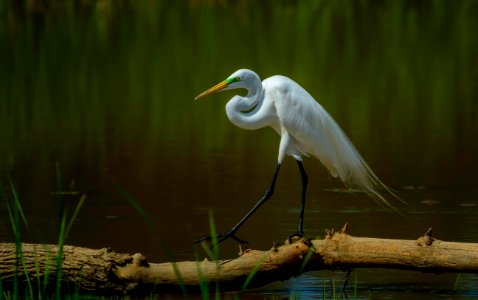 Birds - Great Egret by Jesus Moreno